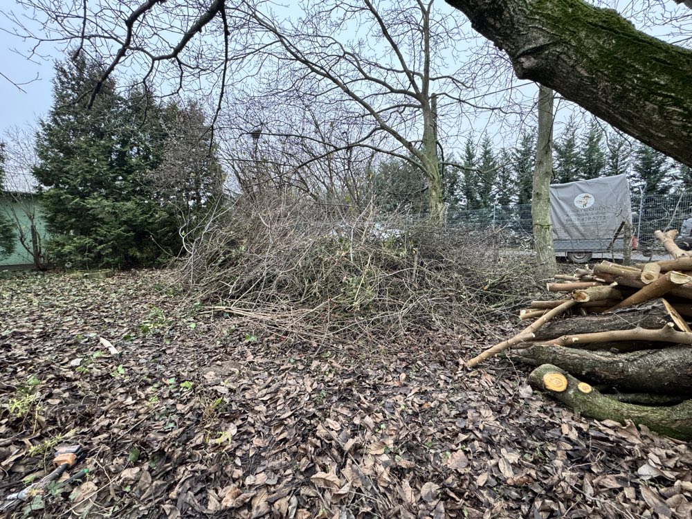 Kertrendezés, fák és tuskók — Silva Terra, Szigetszentmiklós